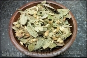 Dream Herb (Calea zacatechichi)