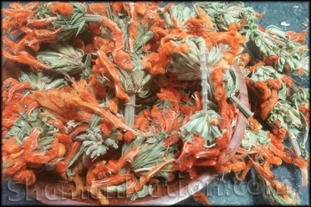 Wild Dagga (Leonotis leonurus)