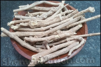 African Dream Root (Silene capensis)